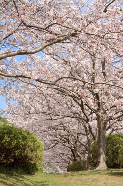 satır kiraz çiçeği ağaçlarının Higashi Izu, çapraz ülke sahası, Shizuoka, Japonya