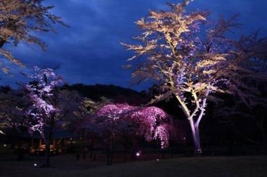Sakura 'da kiraz çiçekleri sato yok, Izu, Shizuoka, Japonya (gece sahnesi)