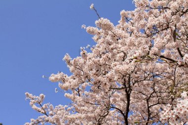 kiraz çiçekleri Sakura içinde hiçbir sato, Izu, Shizuoka, Japonya
