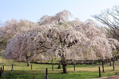 Sakura kiraz ağacında ağlayan yok sato, Izu, Shizuoka, Japonya