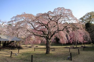 Sakura kiraz ağacında ağlayan yok sato, Izu, Shizuoka, Japonya