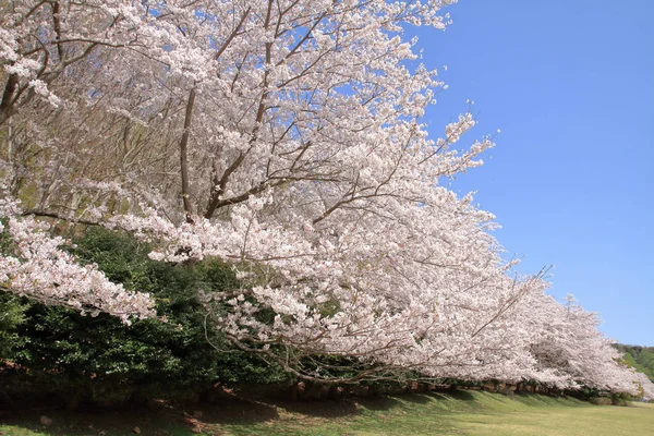 Fila de árboles de flor de cerezo en Higashi Izu campo a través, Shizuoka, Japón — Foto de Stock