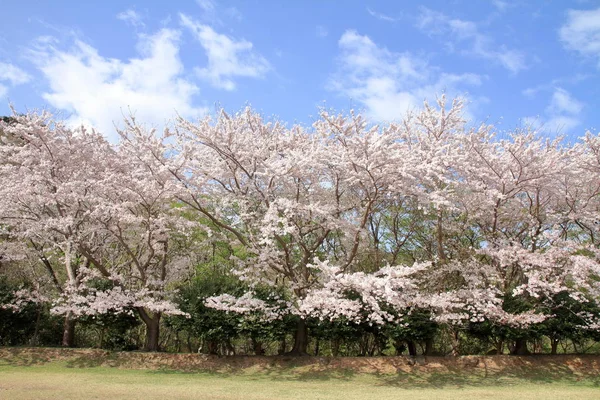 Rij van bomen van de kersenbloesem in Higashi Izu Kruis land cursus, Shizuoka, Japan — Stockfoto