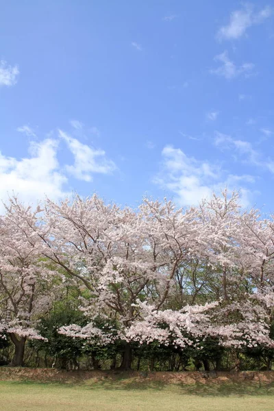 Rad cherry blossom träd på Higashi Izu cross country kurs, Shizuoka, Japan — Stockfoto