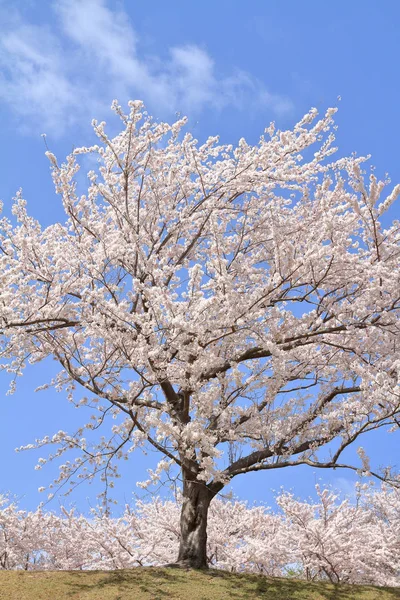 Reihe von Kirschblütenbäumen auf der Langlaufstrecke Highashi Izu, Shizuoka, Japan — Stockfoto