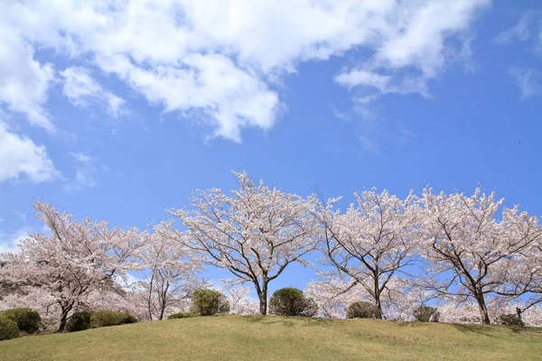 Ряд сакуры цветущие деревья на Хигаси Идзу кросс стране курс, Сидзуока, Япония — стоковое фото