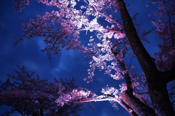 Άνθη κερασιάς στη Sakura no sato, Izu, Shizuoka, Ιαπωνία (νυχτερινή σκηνή) — Φωτογραφία Αρχείου