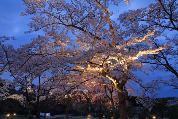 Цветение сакуры в Сакуре но сато, Идзу, Сидзуока, Япония (ночная сцена) — стоковое фото
