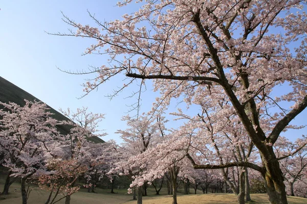 Cherry blossoms in Sakura no sato, Izu, Shizuoka, Japan — Stock Photo, Image