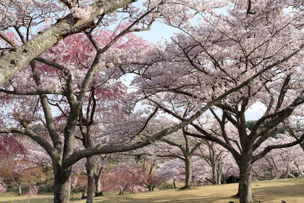 cherry blossoms in Sakura no sato, Izu, Shizuoka, Japan