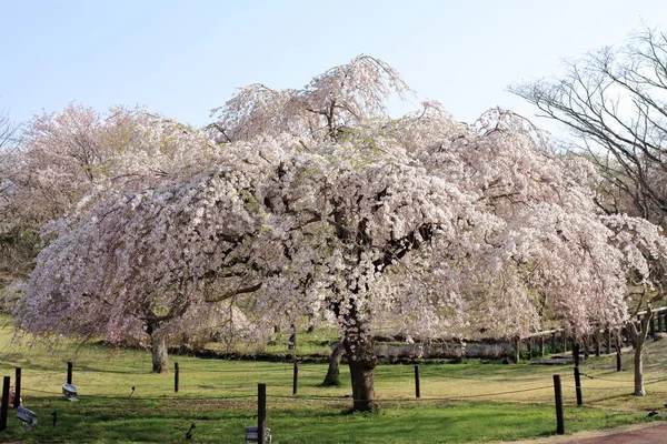 Cerezo llorón en Sakura no sato, Izu, Shizuoka, Japón — Foto de Stock