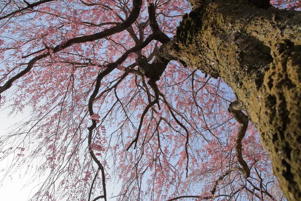 Weinender Kirschbaum in Sakura no sato, izu, shizuoka, japan — Stockfoto