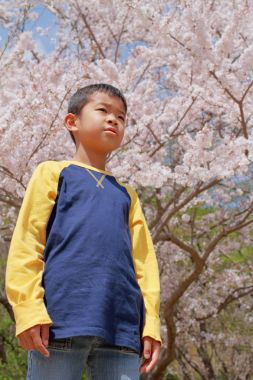 Japon çocuk ve kiraz çiçekleri (üçüncü sınıf ilköğretim okulunda)