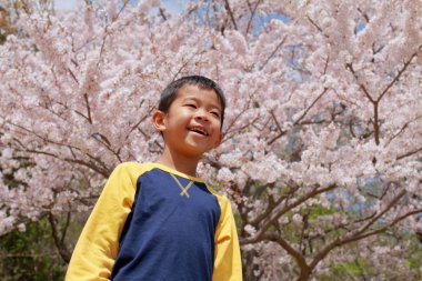 Japon çocuk ve kiraz çiçekleri (üçüncü sınıf ilköğretim okulunda)