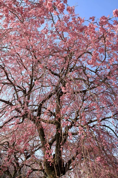 Weeping cherry tree in Sakura no sato, Izu, Shizuoka, Japan — Stock Photo, Image