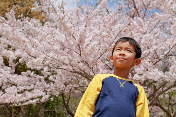 Japon çocuk ve kiraz çiçekleri (üçüncü sınıf ilköğretim okulunda) — Stok fotoğraf