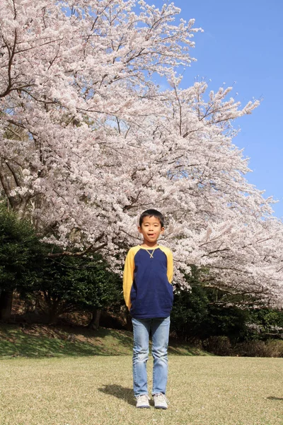 Японский мальчик и цветение вишни (третий класс начальной школы ) — стоковое фото
