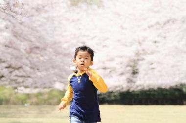 çalışan Japon çocuk ve kiraz çiçekleri (üçüncü sınıf ilköğretim okulunda)