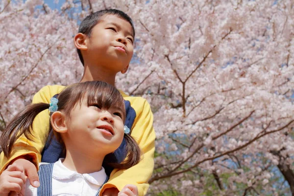 Hermano y hermana japonesa con flores de cerezo (niño de 8 años y niña de 3 años) ) — Foto de Stock