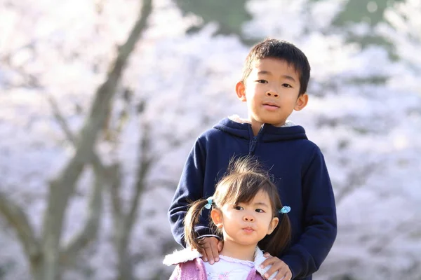 Японський брат і сестра з вишнею цвітіння (8 років хлопчик і 3 роки дівчинка) — стокове фото