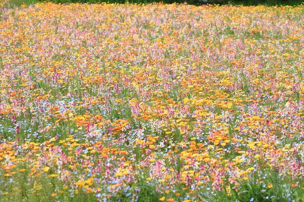 Canteiro de flores no rio Naka, Izu, Shizuoka, Japão — Fotografia de Stock