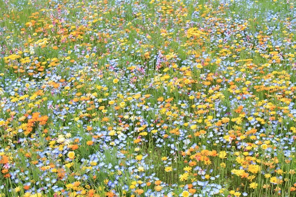 Blumenbeet am Fluss Naka, izu, shizuoka, japan — Stockfoto