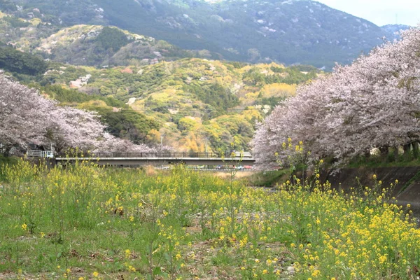 Ряд сакуры цветущих деревьев и поля рапса вдоль берега реки Нака, Идзу, Япония — стоковое фото