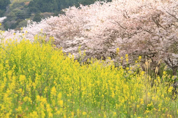 Wiersz z drzewa wiśni i pola rzepaku wzdłuż brzegu rzeki Naka, Izu, Japonia — Zdjęcie stockowe