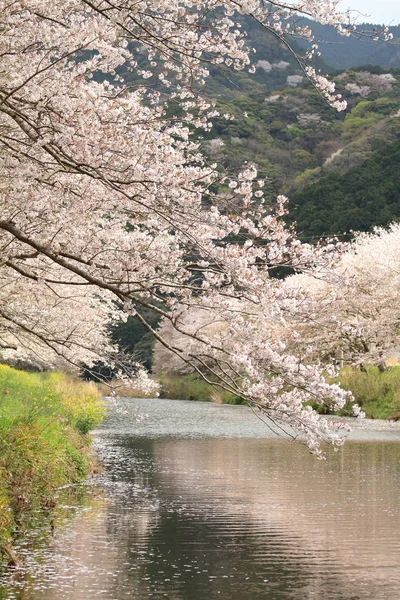 Rad cherry blossom träd längs stranden av Naka floden, Izu, Japan — Stockfoto