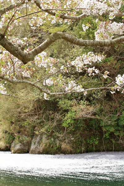 Row of cherry blossom trees and petals on Naka river, Izu, Japan — Stock Photo, Image