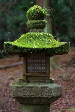 Kasugataisha Tapınak, Nara, Japonya, moss ile taş fener