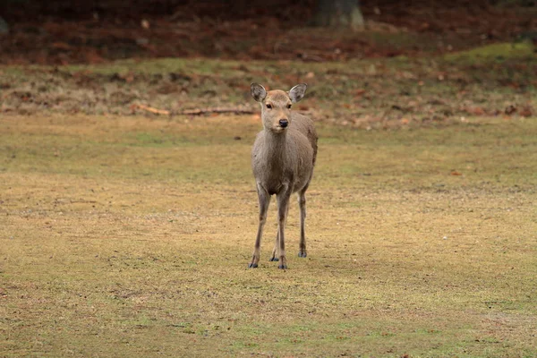 Vahşi geyik Nara Parkı, Nara, Japonya — Stok fotoğraf