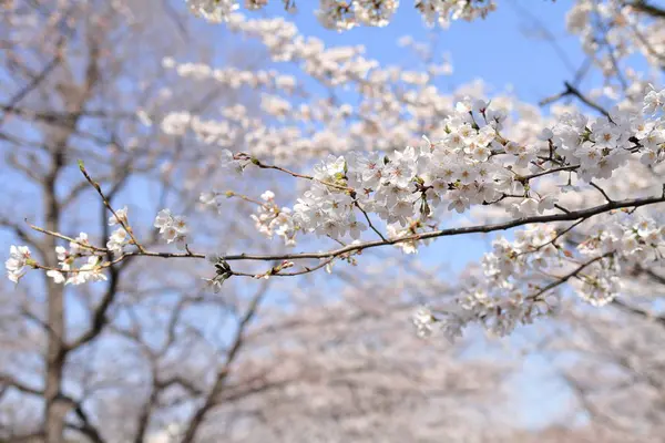 Flores de cereja sob o céu azul — Fotografia de Stock