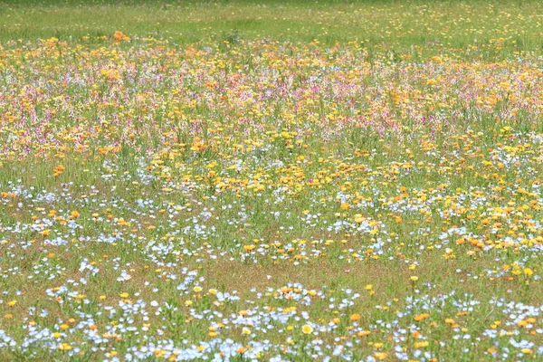 Blumenbeet am Fluss Naka, izu, shizuoka, japan — Stockfoto