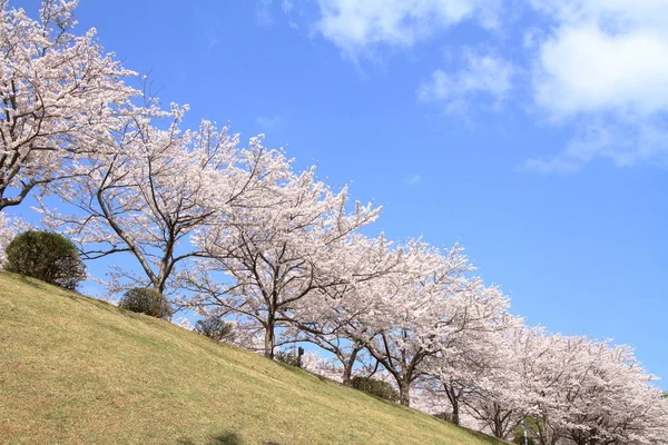 Satır kiraz çiçeği ağaçlarının Higashi Izu, çapraz ülke sahası, Shizuoka, Japonya — Stok fotoğraf