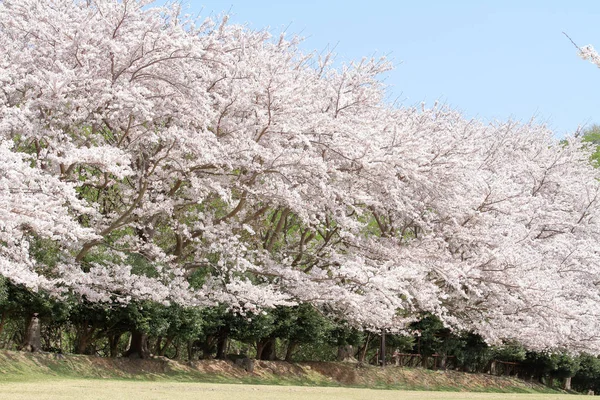 Satır kiraz çiçeği ağaçlarının Higashi Izu, çapraz ülke sahası, Shizuoka, Japonya — Stok fotoğraf