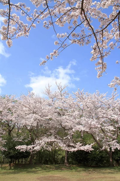 Řada z třešňového květu stromů v Higashi Izu kříž země kurzu, Shizuoka, Japonsko — Stock fotografie