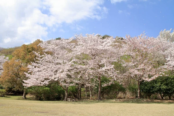 Rij van bomen van de kersenbloesem in Higashi Izu Kruis land cursus, Shizuoka, Japan — Stockfoto