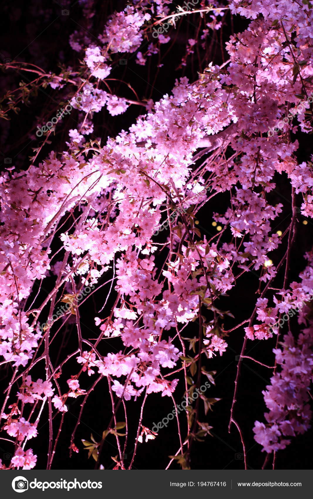 Weeping cherry tree in Sakura no sato, Izu, Shizuoka, Japan (night