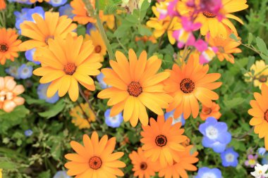 gerbera çiçek yatakta Naka nehir, Izu, Shizuoka, Japonya