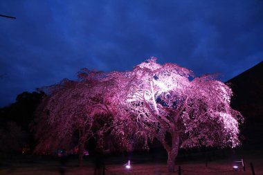 Sakura no sato, Izu, Shizuoka, Japonya 'da ağlayan kiraz ağacı (gece sahnesi))