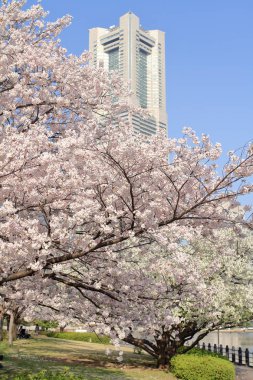 Japonya'nın Yokohama Simgesel Yapı kule ve kiraz çiçekleri