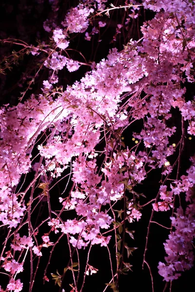 Weinender Kirschbaum in Sakura no sato, Izu, Shizuoka, Japan (Nachtszene)) — Stockfoto