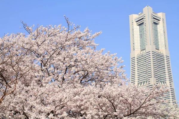 日本の横浜ランドマーク タワーと桜の花 — ストック写真