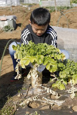 Japon çocuk Japon turpu kazıyor (ilkokulda dördüncü sınıf)