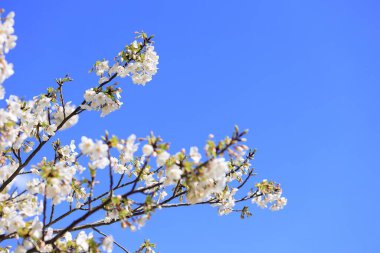 Yoshino kiraz çiçekleri mavi gökyüzünün altında