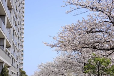 Yoshino kiraz çiçekleri mavi gökyüzünün altında