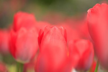 Japonya 'da lale alanı (kırmızı)