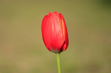 Japonya 'da lale alanı (kırmızı)