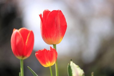 Japonya 'da lale alanı (kırmızı)